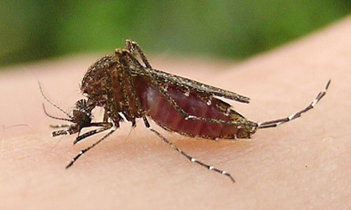 Muỗi Culex tritaeniorhynchus sinh sản mạnh vào mùa hè.