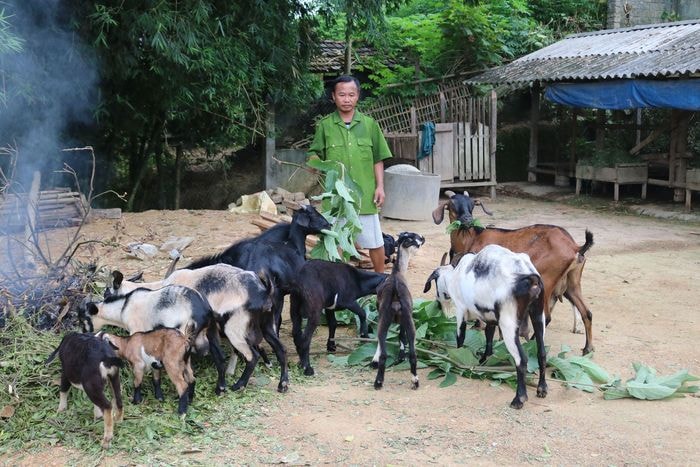 Với gia đình anh Ngụy Huy Thắng thôn 5 xã Phúc Sơn huyện Anh Sơn con dê đang là vật nuôi mang lại nguồn thu nhập chính cho gia đình. Ảnh: Huyền Trang