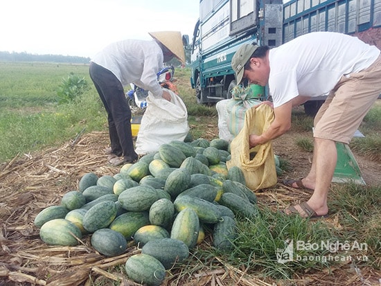 Tư hương thu mua dưa đỏ của bà con nông dân xã Nam Tân tại chân ruộng.