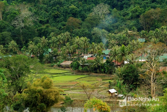 Bản Nhôn Mai (xã Nhôn Mai - Tương Dương) nơi con suối nhỏ chảy qua yên ả trong nắng chiều với những rặng dừa xanh mát. Ảnh: Đào Thọ