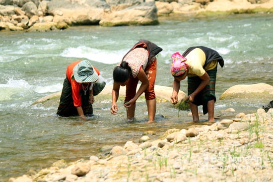 Không chỉ có tôm, cua, cá...đến đây du khách còn được thưởng thức những loại thực vật có một không hai trong món ăn của người vùng cao lấy từ khe suối, ấy là rêu đá. Ảnh: Đào Thọ