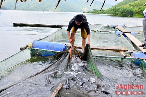 Nuôi cá lồng trong lòng hồ thủy điện Hủa Na, Quế Phong. Ảnh tư liệu