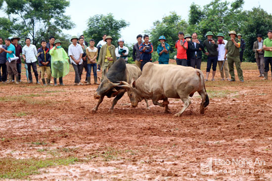 Tuy nhiên, trong những cuộc đấu ấy cũng tiềm ẩn không ít hiểm nguy rình rập bởi những chú bò thua cuộc thường tỏ ra rất hung dữ sẵn sàng tấn công người xem. Ảnh: Đào Thọ