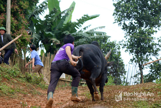 Một đấu thủ thua cuộc phi thẳng lên đồi, rất may nơi đó không có người. Ảnh: Đào Thọ