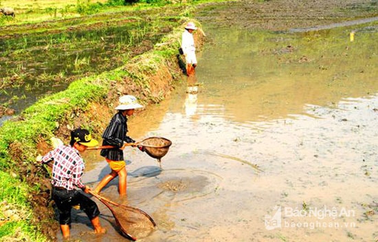 Người dân Quế Phong ra đồng bắt đỉa bán cho thương lái thời điểm tháng 7/2015. Ảnh tư liệu