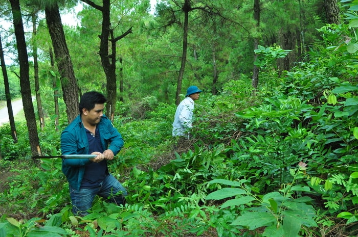 Cán bộ lâm nghiệp xã dọn, phát quang thực bì rừng thông ở Diễn Phú. Ảnh: Nguyễn Hải