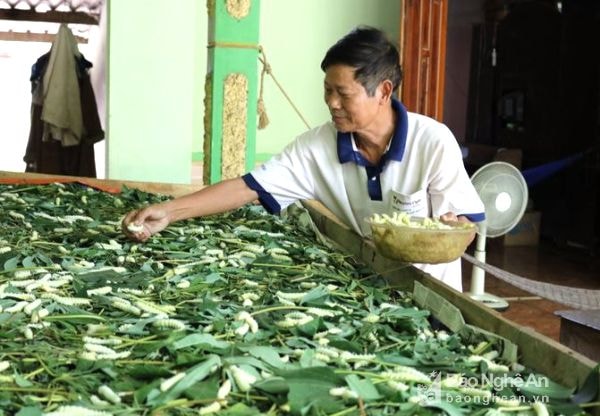 Ông Nguyễn Duy Mai, thôn 10, xã Thọ Sơn Anh Sơn thu hoạch những con tằm đã chín vàng. Ảnh: Huyền Trang