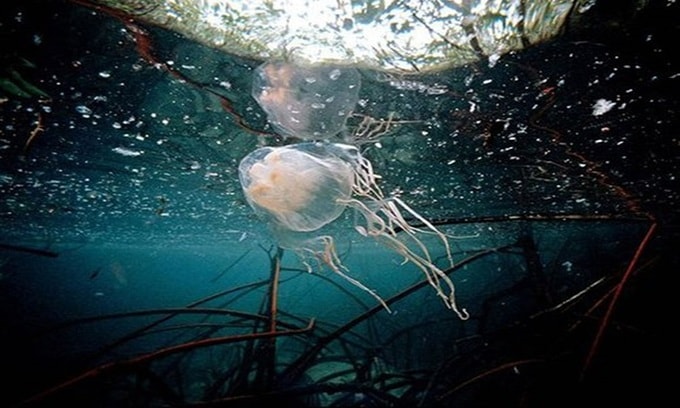 Loài sứa hộp (Box Jellyfish) ở Australia còn được gọi là ong bắp cày biển. Loài sứa này có đến 60 chiếc xúc tu dài khoảng 4,5 m. Mỗi xúc tu gồm 5.000 tế bào mang ngòi châm, chứa lượng độc tố đủ giết chết 60 người. Các nhà khoa học ước tính, sứa hộp giết chết hàng chục người mỗi năm, nhiều hơn số lượng người chết gây ra bởi cá mập. 