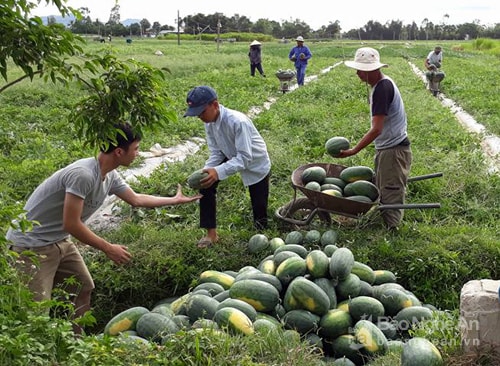 Dưa hấu Nghi Lộc. Ảnh: Thái Hiền