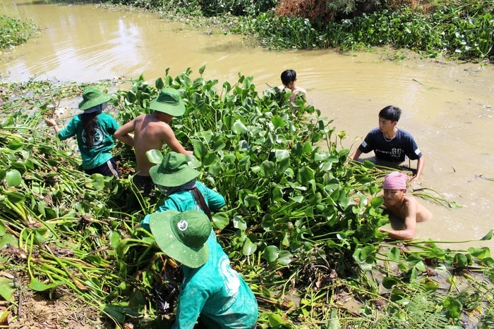 Tham gia vớt bèo có hơn 40 tình nguyện viên là học sinh, sinh viên đến từ nhiều tỉnh thành trên cả nước, trong đó có những em học sinh lớp 11, 12. Do kênh lớn, nước sâu, nên hầu hết các bạn nam phải làm nhiệm vụ đẩy bèo dưới kênh, còn các bạn nữ ở trên bờ chuyền bèo. Ảnh: Huy Thư