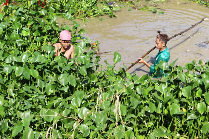 Bèo tốt và dày, phải dùng cây tre cột thêm một sợi dây dài để gàng từng mẳng bèo vào bờ. Ảnh: Huy Thư