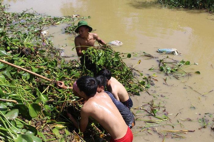 Sau khi đưa được bèo vào bờ, người cào, người đẩy, thi nhau đưa bèo lên bờ. Em Trần Quang Anh (16 tuổi) ở TP Nam Định - tình nguyện viên trẻ tuổi nhất đoàn, chia sẻ: “Đi làm như thế này mệt nhưng mà vui. Chương trình đã cho em những trải nghiệm, những hiểu biết mới lạ ở miền Trung”. Ảnh: Huy Thư