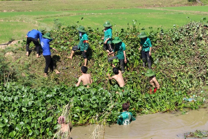 Vớt bèo giữa kênh sâu, nước bẩn, nhiều gai góc là công việc khá vất vả. Ngay trong một buổi đoàn đã vớt được hàng trăm mét kênh với hàng chục tấn bèo tây, góp phần khơi thông dòng chảy, đảm bảo tưới tiêu cho địa phương. Ảnh: Huy Thư