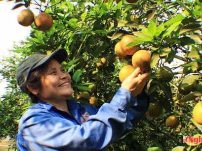 Chăm sóc vườn cam ở Quỳ Hợp. Ảnh: Đ.C