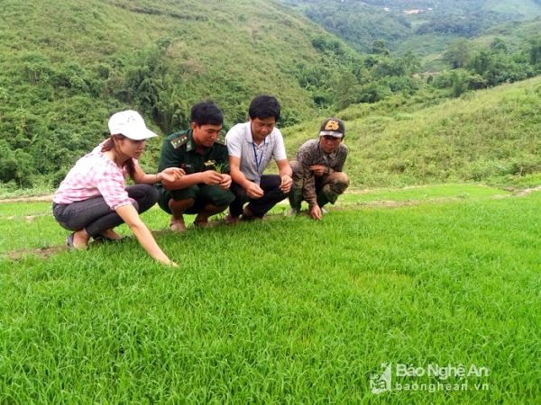 Giống lúa được người dân sử dụng chủ yếu trong vụ hè thu - mùa năm 2017 này là lúa thuần địa phương…