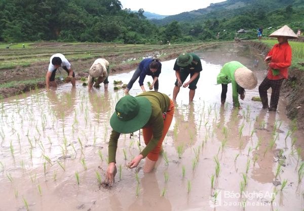 Giống lúa được người dân sử dụng chủ yếu trong vụ hè thu - mùa năm 2017 này là lúa thuần địa phương. Ảnh: Lữ Phú