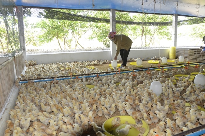 Chăn nuôi gà theo mô hình VietGAP tại xã Diễn Trung (Diễn Châu). Ảnh: Thanh Lê
