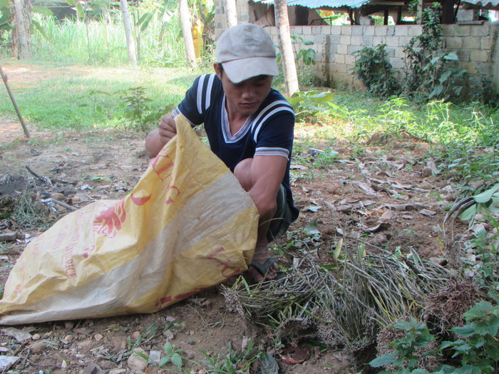 Thành quả sau một ngày “săn” lan rừng của người dân ở huyện Con Cuông.Ảnh: Minh Hạnh