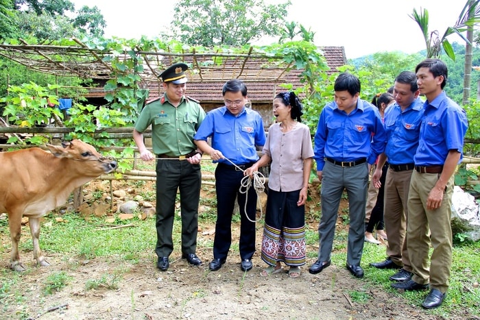 Dịp này, Tỉnh đoàn và các đơn vị trực thuộc trao tặng bò. Ảnh: Mỹ Nga