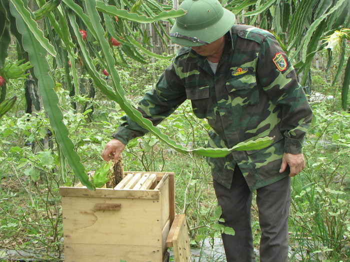 Để tăng hiệu quả kinh tế, trong vườn thanh long ông Lô Văn Phúc bước đầu nuôi 10 tổ ong mật. Ảnh: Bá Hậu