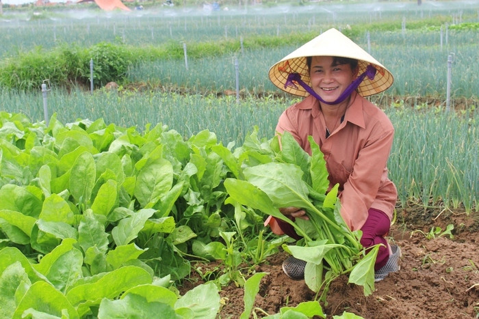 Chị Bùi Thị Thìn, ở xã Quỳnh Lương (Quỳnh Lưu) phấn khởi thu hoạch rau cải bó xôi cho giá trị cao. Ảnh: Việt Hùng