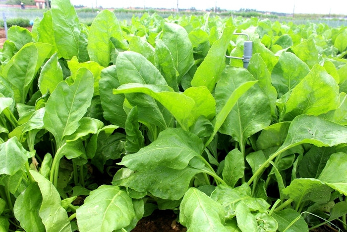 Cải bó xôi là cây trồng mới ở huyện Quỳnh Lưu, hiện giá bán trên thị trường từ 18.000 – 20.000 đồng/kg. Ảnh: Việt Hùng