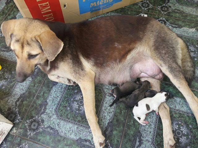 Chó mẹ và 4 con chó con khác mới được sinh cùng đàn với chú chó kỳ lạ.