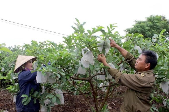 Diện tích ổi hàng hóa đang phát triển nhanh trên địa bàn huyện Nghĩa Đàn. Ảnh: Xuân Hoàng