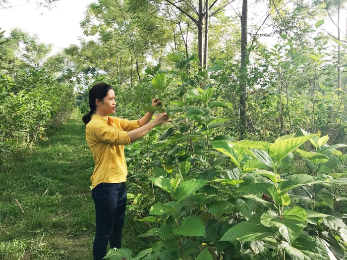 Với điều kiện đất đai thuận lợi, nên từ lâu người dân Đặng Sơn đã gắn bó với nghề trồng dâu nuôi tằm. Hiện nay, toàn xã có khoảng 40 hộ dân tham gia trồng dâu với diện tích gần 30ha. Từ đầu vụ xuân đến nay, sản phẩm kén tằm của xã đạt khoảng 7.5 tấn (trong đó sản xuất tại địa phương là 4.5 tấn), góp phần tăng thu nhập khá cho các hộ.