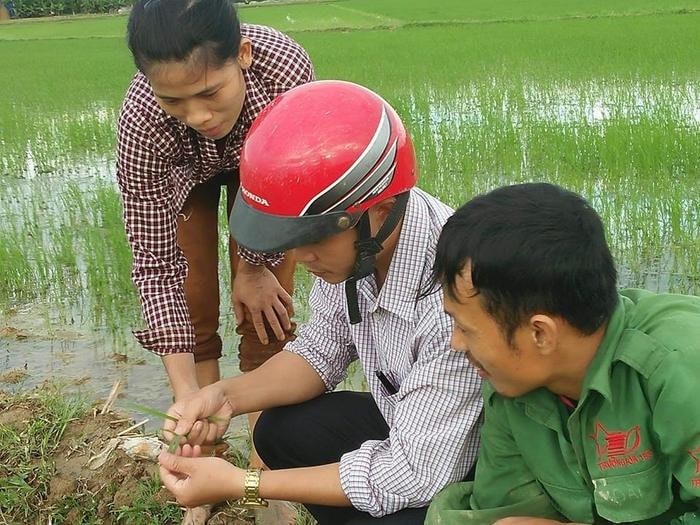 Ông Nguyễn Như Quân (giữa) - Trạm phó Trạm BVTV huyện Thanh Chương đang hướng dẫn người dân xã Thanh Đồng cách phát hiện sâu trên lá lúa. Ảnh: Đình Hà