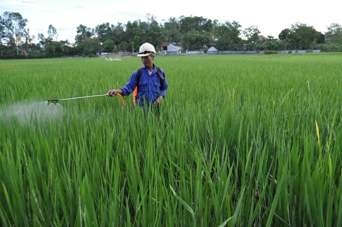 Người dân xã Thanh Lĩnh (Thanh Chương) đang tích cực phun thuốc phòng trừ sâu cuốn lá lứa 5. Ảnh: Đình Hà