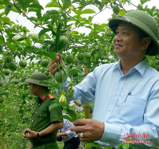 Ông Nguyễn Văn Hải - Chủ tịch UBND huyện Tương Dương kiểm tra phát triển cây chanh leo trên địa bàn huyện. Ảnh  