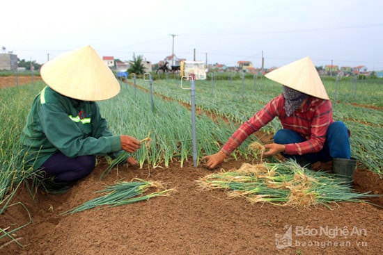 Hanh hoa tăng giá. Ảnh: Việt Hùng