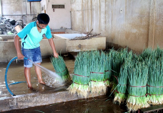 Hanh hoa tăng giá. Ảnh: Việt Hùng