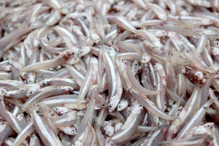 Giá cá cơm thu mua tại bến hiện nay là 12.000 đồng/kg; có thời điểm tăng lên 20.000 đồng/kg nhưng vẫn hết hàng. Ảnh: Quang An