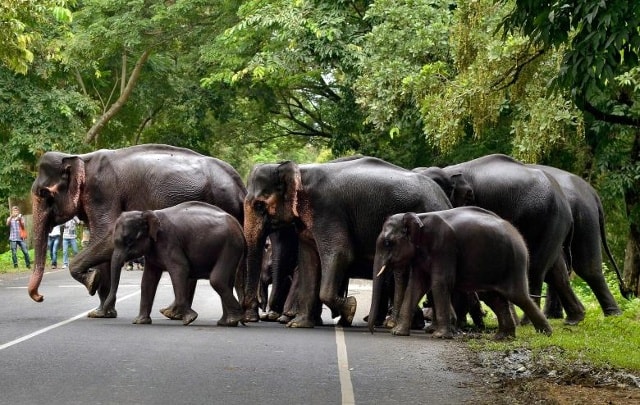 Một đàn voi vượt qua một con đường đi qua Công viên Quốc gia Kaziranga bị ngập nước ở bang Assam, đông bắc bang Assam