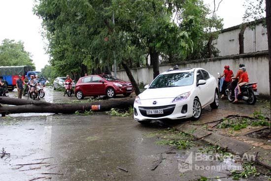 Tuyến đường Phong Định Cảng cây to ngã đổ chắn ngang đường. Ảnh: Quang An