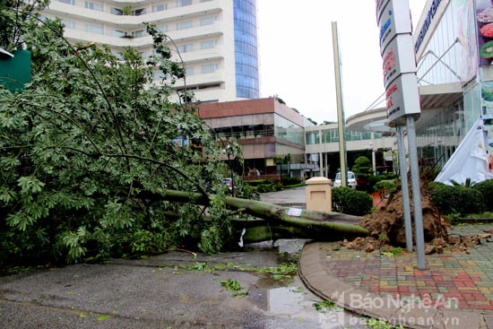 Cây xanh ngã đổ sau bão số 2 ở đường Lê Duẩn. Ảnh: Quang An