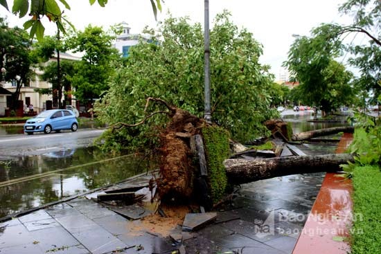 Rất nhiều cây xanh to lớn bị quật ngã. Ảnh: Quang An