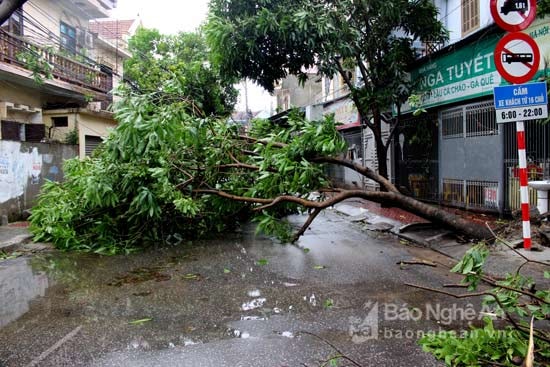 Nhiều tuyến đường bị chặn bởi cây xanh đổ ngã sau bão. Ảnh: Quang An