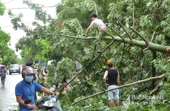 Cây đổ gây ách tắc đường Tuệ Tĩnh. Người dân khối Yên Hòa, phường Hà Huy Tập tập trung khắc phục hậu quả bão số 2. Ảnh: Thanh Sơn