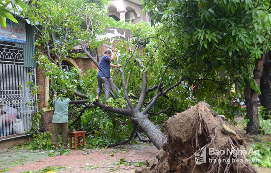 Các hộ dân chặt tỉa gây gãy đổ trước nhà mình. Ảnh: Thanh Sơn