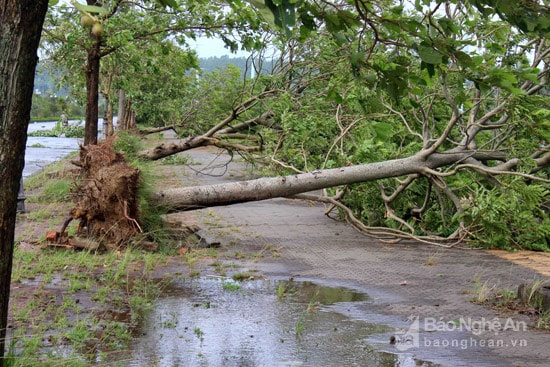 Xã Hưng Hòa gãy đổ cây xanh, cột điện. Ảnh: Quang An