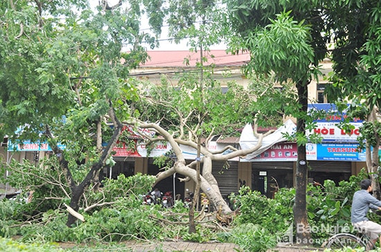 Cây xanh bị đổ trên đường Quang Trung, Tp. Vinh do bão số 2. Ảnh: Thu Huyền