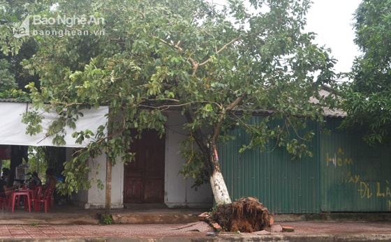 Có những cây xanh đổ gãy đè lên nhà dân (ảnh chụp trên đường vào quê Nội Bác Hồ). Ảnh Nhật Lân