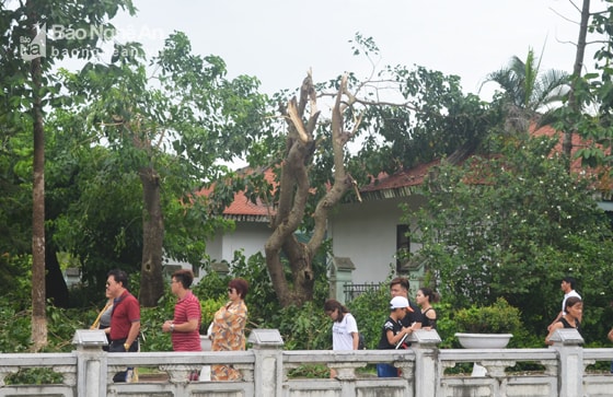 Tại khu vực cổng vào Khu di tích, có những cây ngô đồng nhiều năm tuổi bị bão đãnh gãy cành, ngọn. Ảnh Nhật Lân