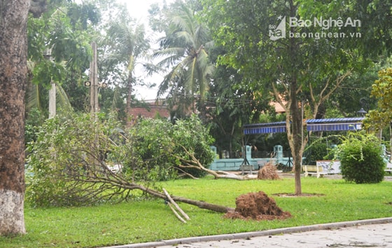 Thảm cây xanh quanh khu vực quê Nội cũng có nhiều cây xanh bị ngã đổ. Ảnh Nhật Lân