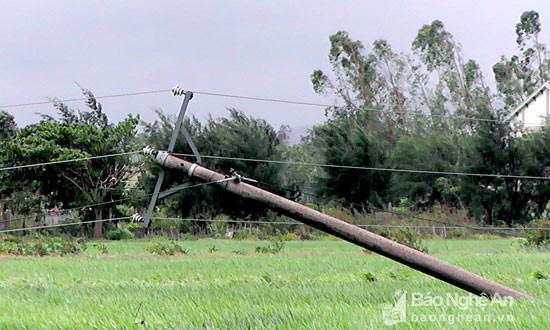 Trên 100 cột điện ở Yên Thành bị đổ, việc khắc phục điện lưới mất nhiều thời gian. Ảnh: Anh Tuấn 
