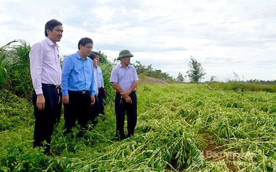 Nông dân huyện Diễn Châu thiệt hại 2.000 ha vừng do bão. Ảnh Thành Duy