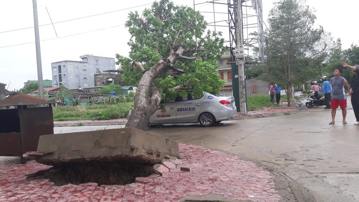 Tại chung cư Nam Thanh (khối 12, phường Cửa Nam, TP Vinh), bão làm một cây bị bật gốc, đè lên chiếc taxi của hãng Quân Nam đậu gần kề. Ảnh: Phạm Bằng